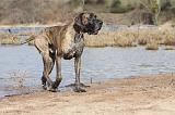 DOGUE ALLEMAND 213